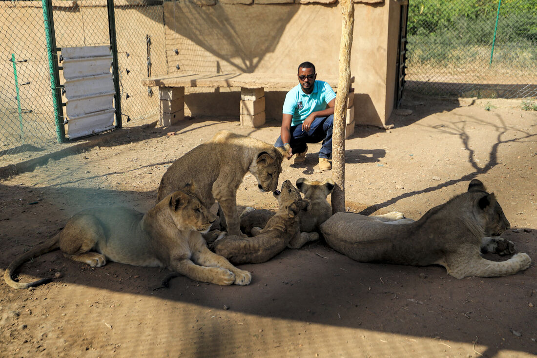 Othman Muhammad Salih, fundador do centro de resgate de animais do Sudão, perto de leoas e filhotes nas instalações da reserva Al-Bageir, ao sul da capital Cartum.