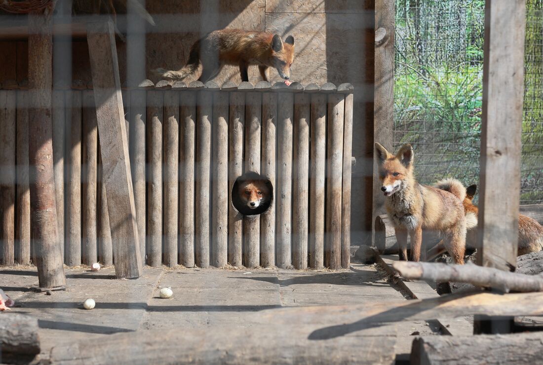 Raposas são vistas em um aviário no abrigo "Home for Rescued Animals" na cidade de Lviv, no oeste da Ucrânia.