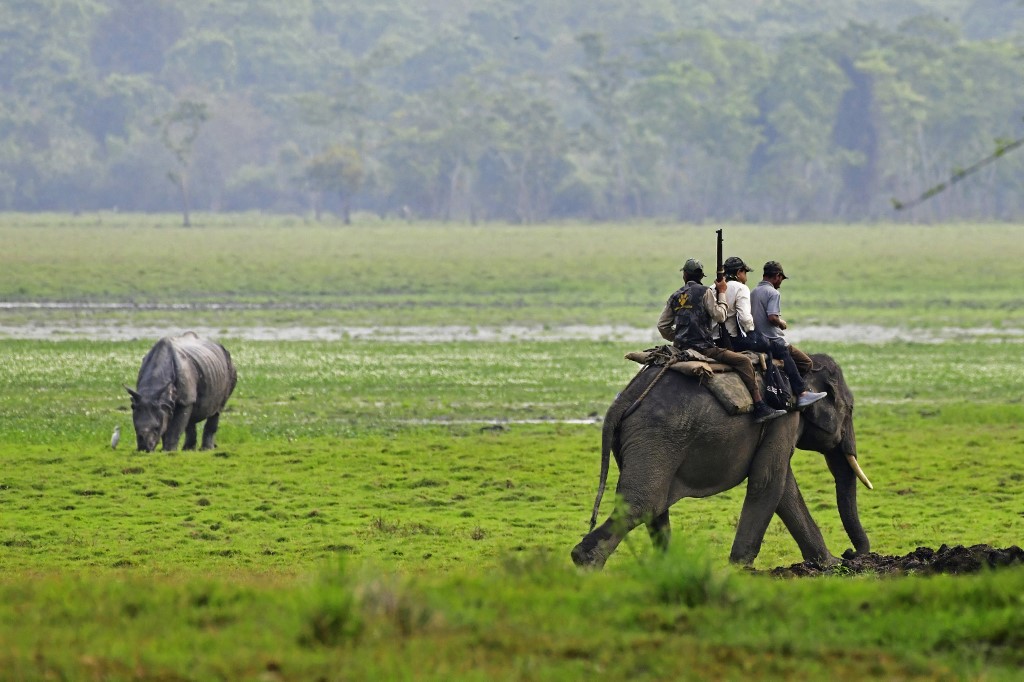 Nesta foto tirada em 27 de março de 2022, os recenseadores montam um elefante enquanto realizam um censo para o rinoceronte de um chifre na cordilheira de Agratoli, no Parque Nacional Kaziranga