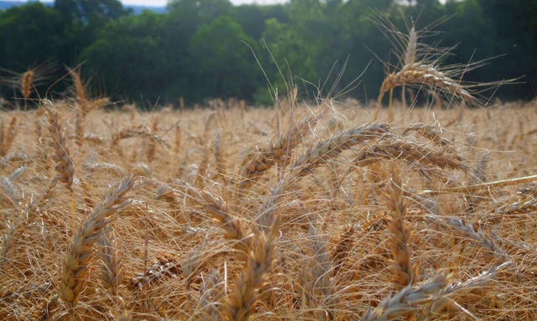 Fertilizante ecológico à base de casca de ovos poderá contribuir para a redução da importação de adubos e fertilizantes químicos pelo Brasil