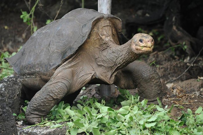 World Turtles é um construtor de colônias nas costas de uma tartaruga  gigante - tudoep