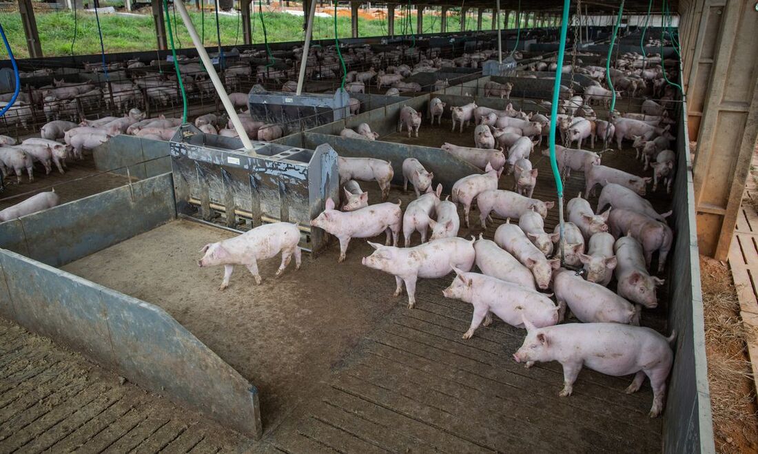 Abate de suínos cresceu 7,3% no Brasil em meio a forte alta nos preços das carnes