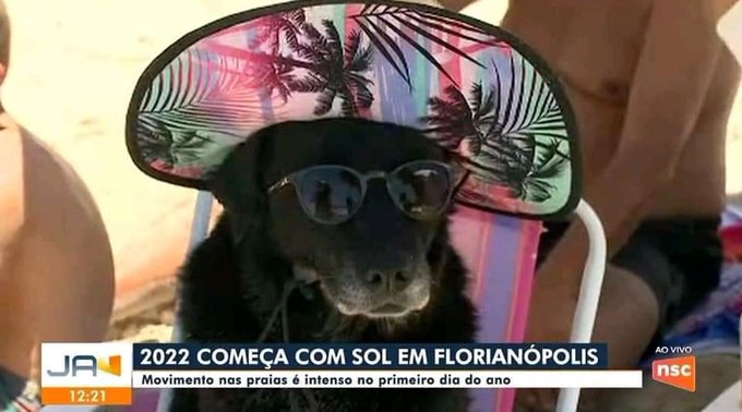 Cachorra viraliza por começar 2022 tomando sol de chapéu e óculos na praia
