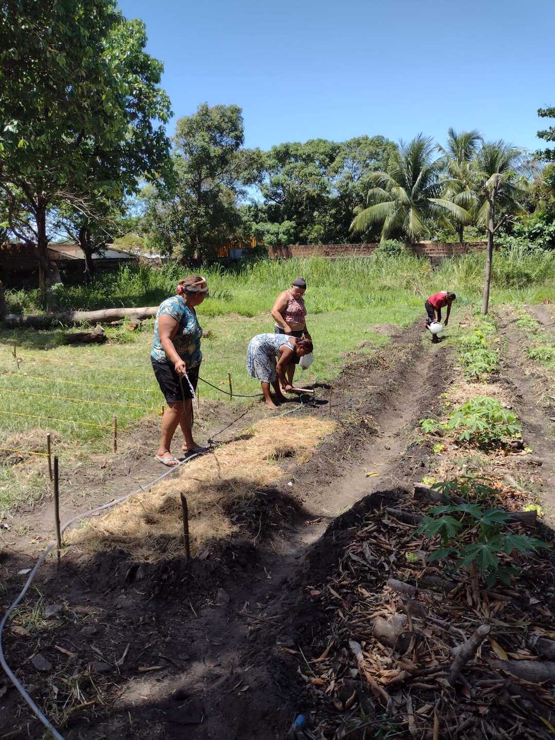 Horta comunitária