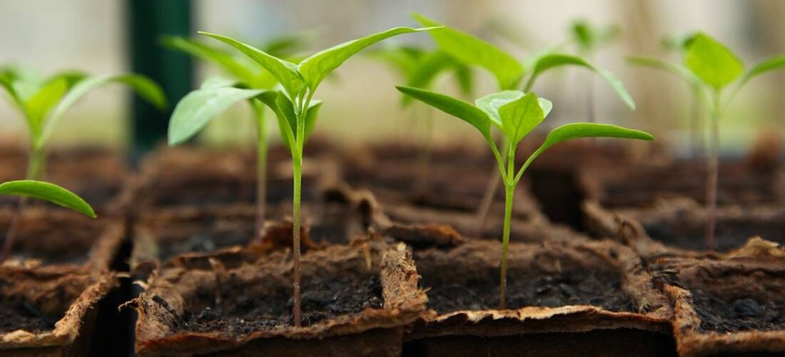 Mudas de plantas