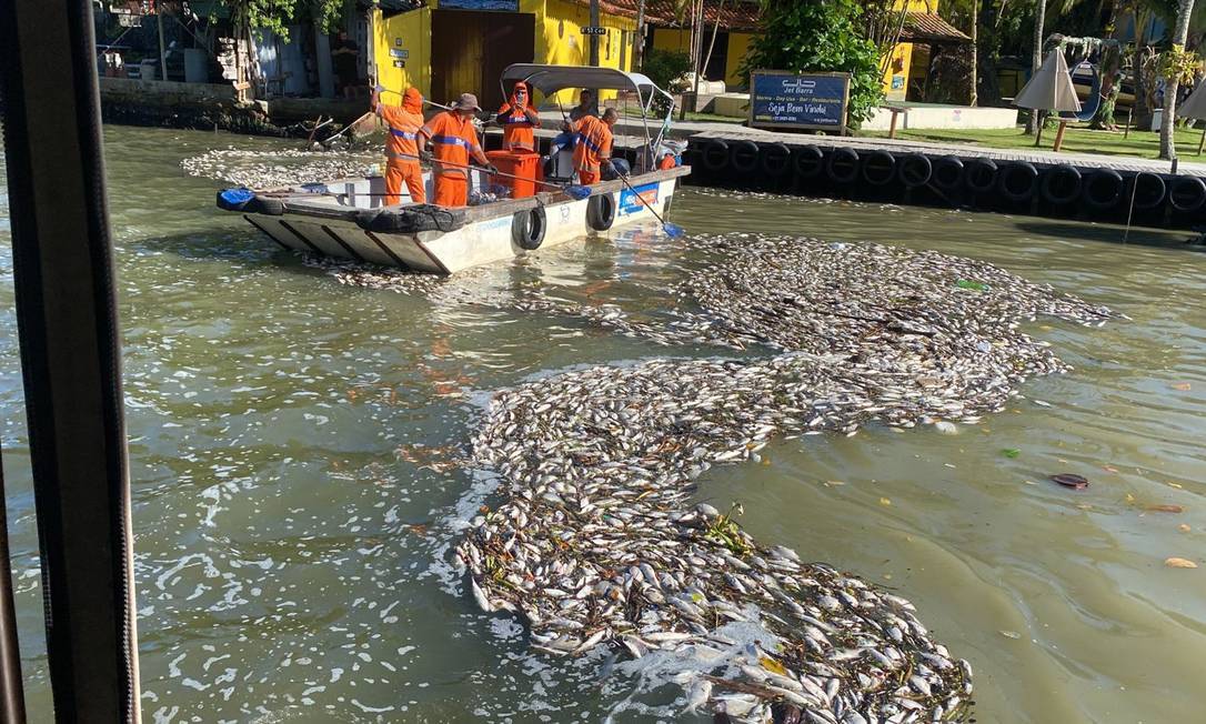 Peixes mortos em praia do Rio