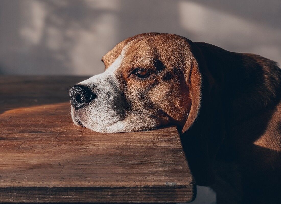 Cachorro cabisbaixo