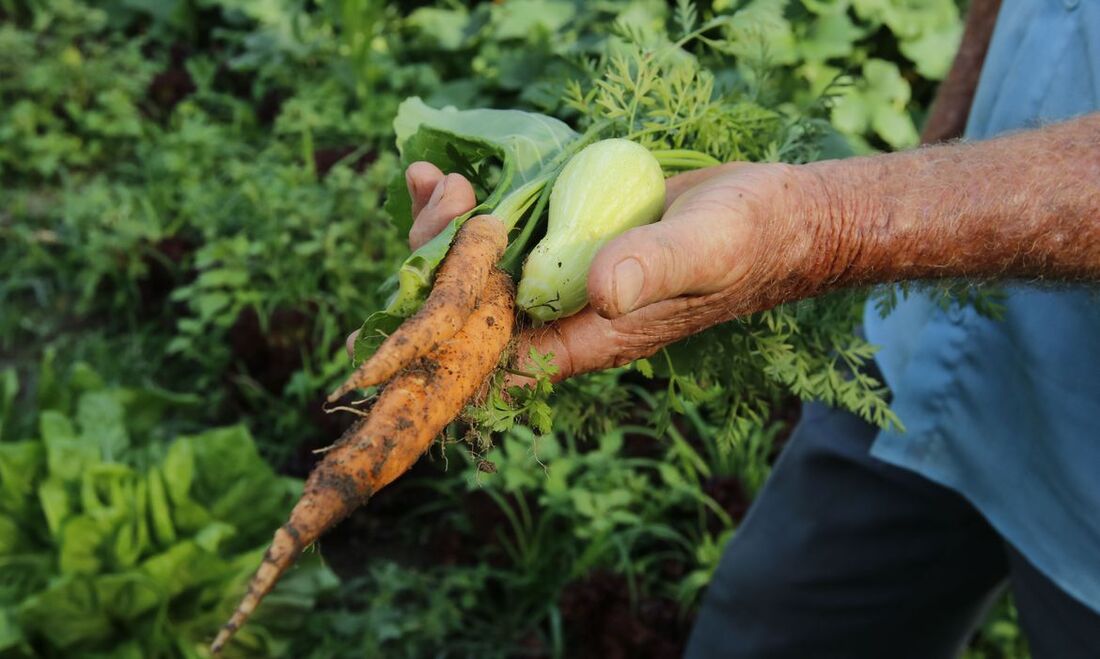 ministérios da Agricultura e da Economia assinaram concessão de uma linha de crédito de US$ 1,2 bilhão para a agricultura