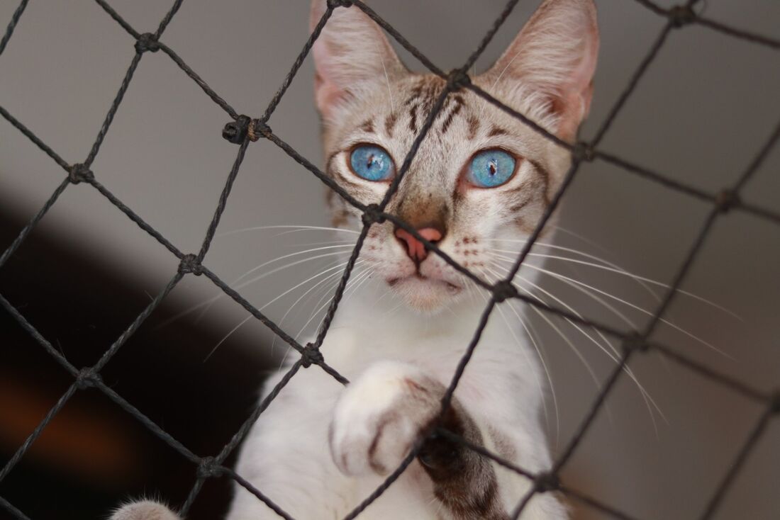 Zacarias foi um dos gatos jogados na porta do abrigo