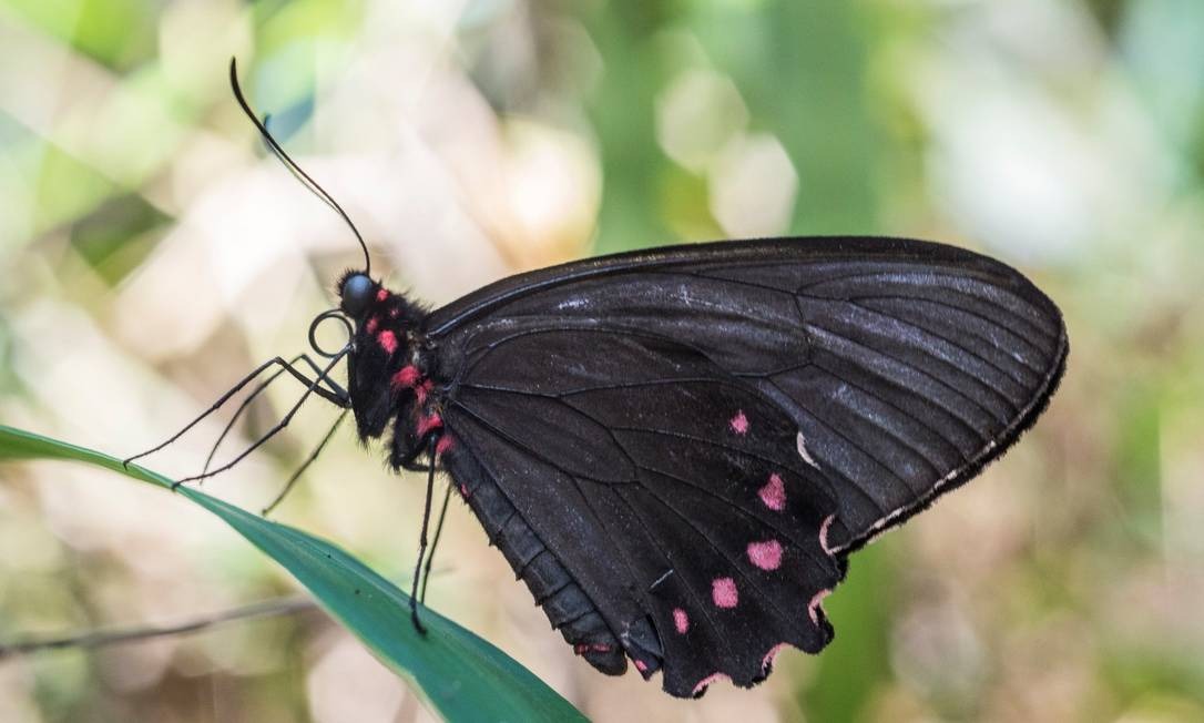 Borboleta Ribeirinha ameaçada de extinção é encontrada em Brumadinho