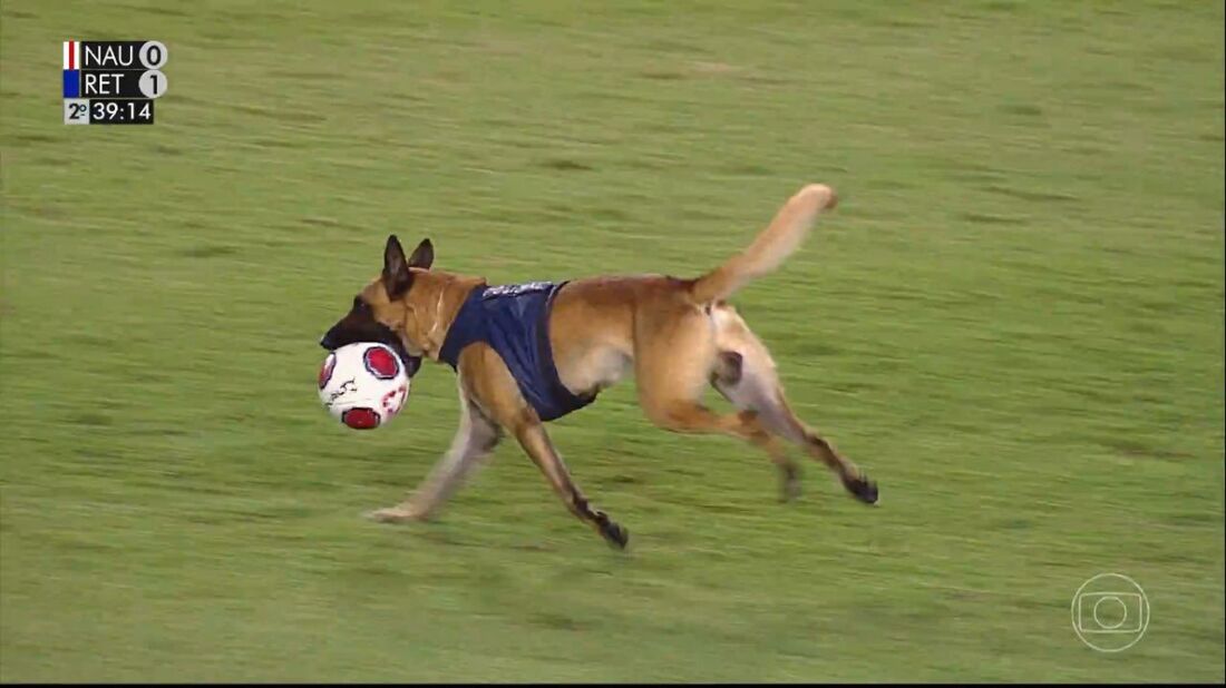 Cachorro da PM com a bola na boca no estádio dos Aflitos