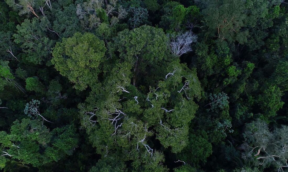 Floresta amazônica vista de cima 