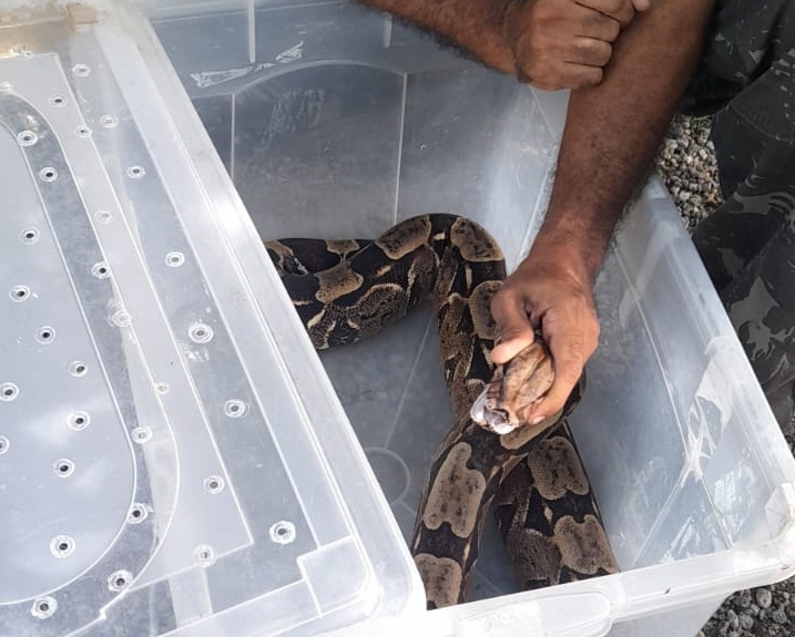 Jiboia encontrada no Alto da Conquista, em Olinda