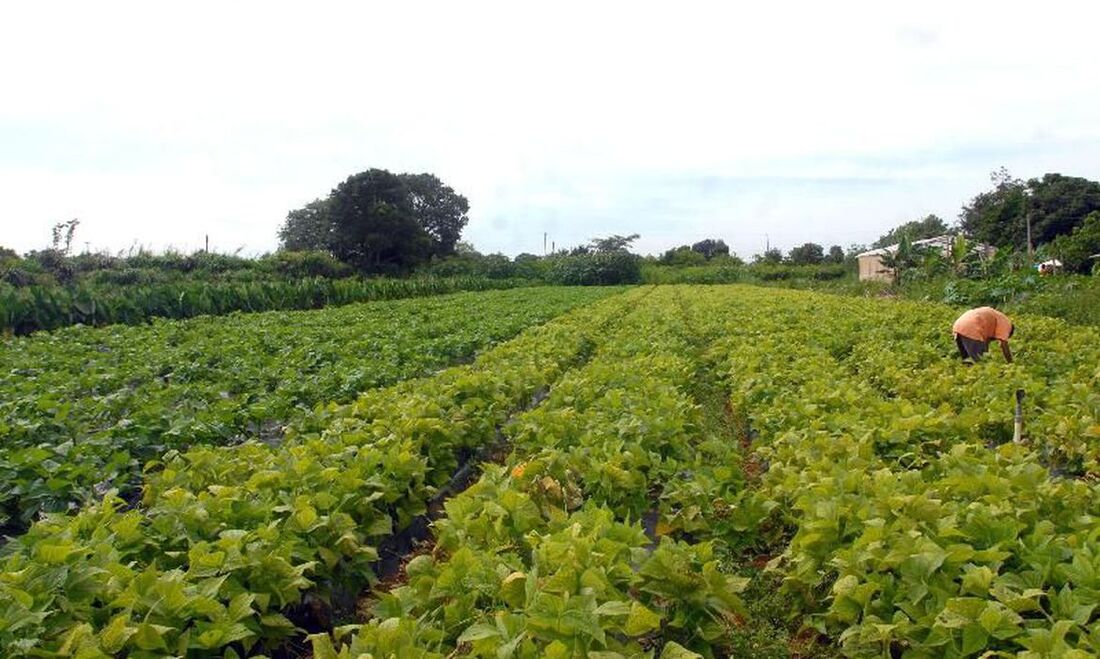 Ministério da Agricultura, Pecuária e Abastecimento divulgou o relatório com o resultado consolidado da execução do Programa de Subvenção ao Prêmio do Seguro Rural (PSR)