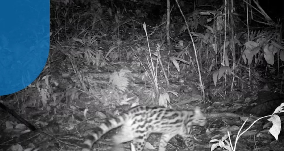 Onça parda flagrada por câmeras