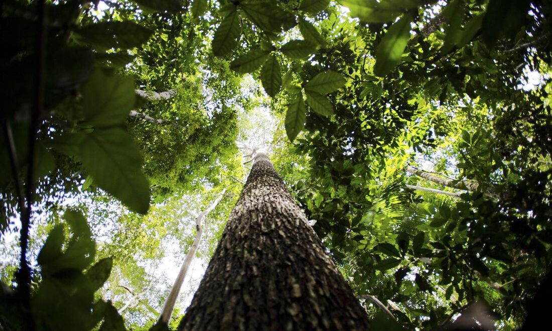 oluções Baseadas na Natureza (SBN) são apontadas como um dos melhores meios de compensação de carbono