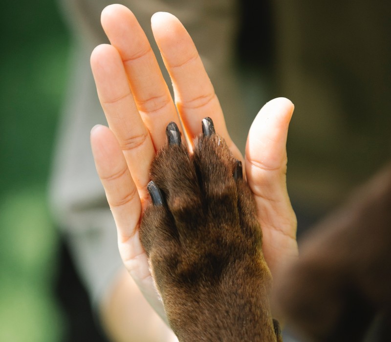 Adoção animal é um ato de amor