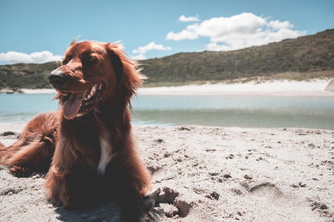 Cachorro na praia