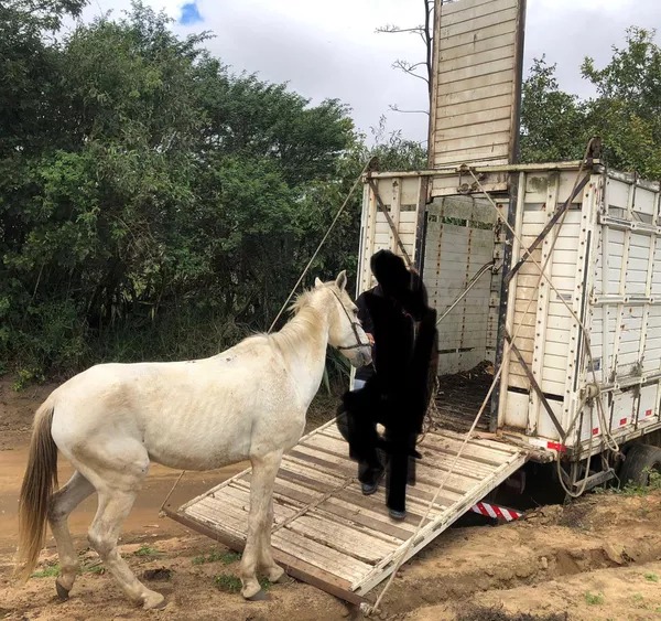 Cavalo acabou resgatado pela polícia