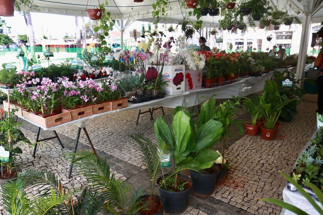 Mês de Maio com festival das flores no pátio da basílica do Carmo, em Recife