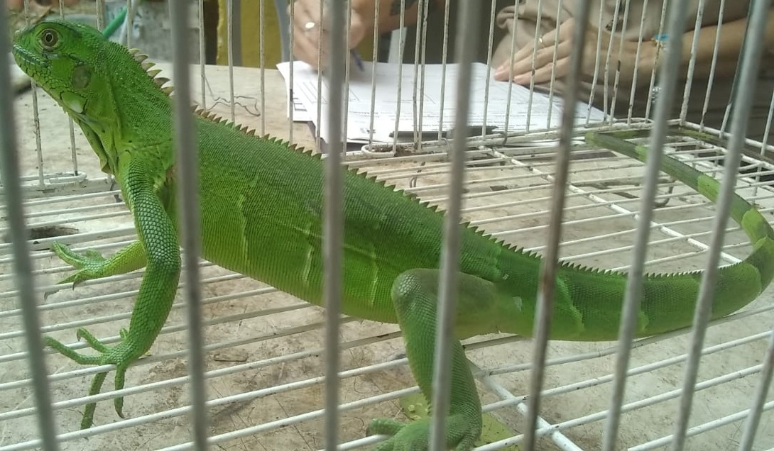 Filhote de iguana é resgatado em escola do bairro de Casa Caiada, em Olinda  - Folha PE