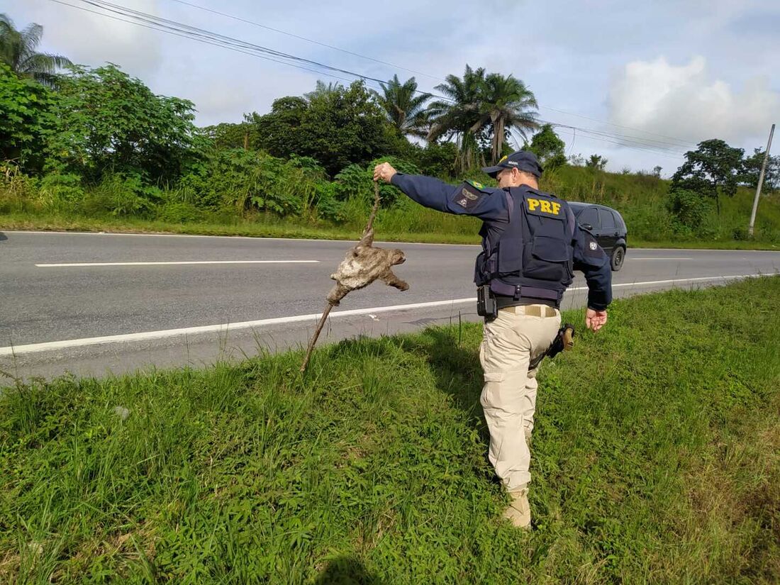 Resgate: bicho-preguiça foi resgatado