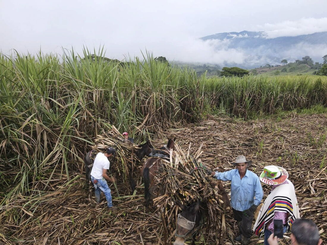 Texto da OEA menciona homicídios de ativistas e líderes comunitários na Colômbia