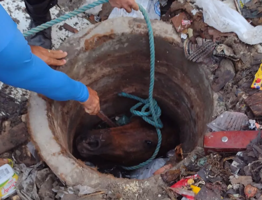 Cavalo abandonado em mata do Poço Fundo morre degolado em acidente