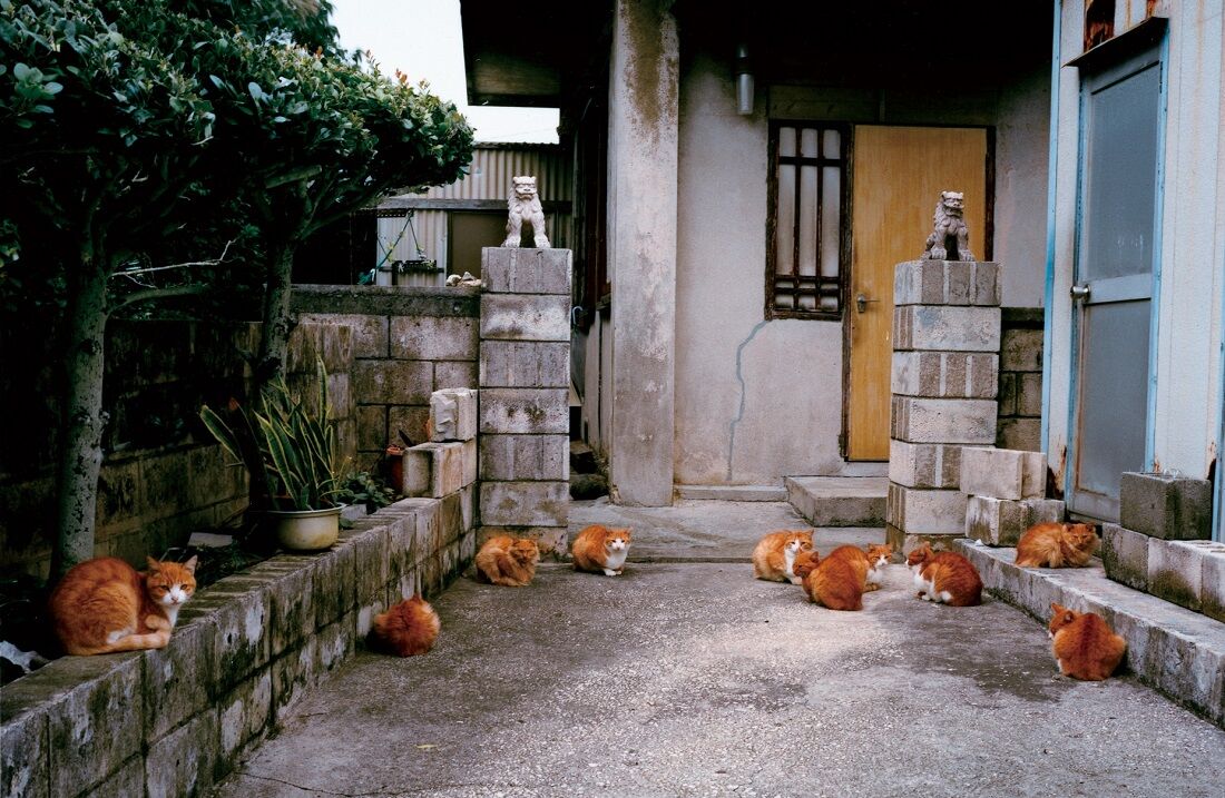 Fotografias de Naoki Ishikawa compõem mostra "Japonésia"