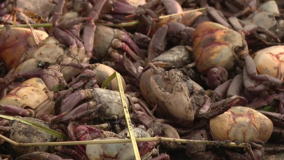 Caranguejos foram achados mortos em praias de Pernambuco e da Paraíba