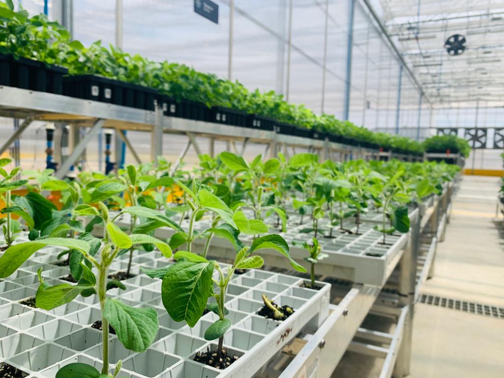 Bayer inaugurou novas áreas de cultivo protegido