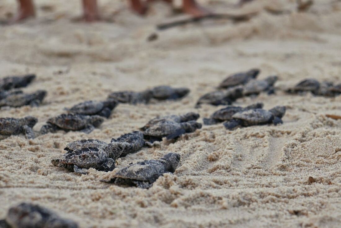 Os filhotes nasceram no sábado (18), na praia de Enseada dos Corais 