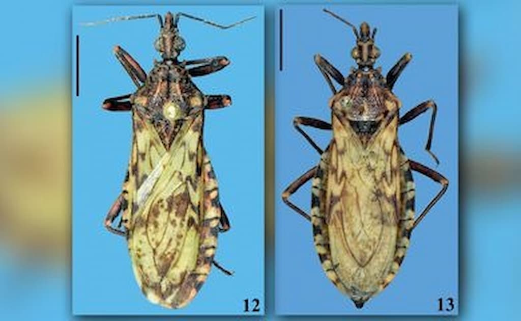A identificação da espécie, batizada de Panstrongylus noireaui, ocorreu após um estudo da Universidade da República do Uruguai ter constatado diferenças genéticas e moleculares