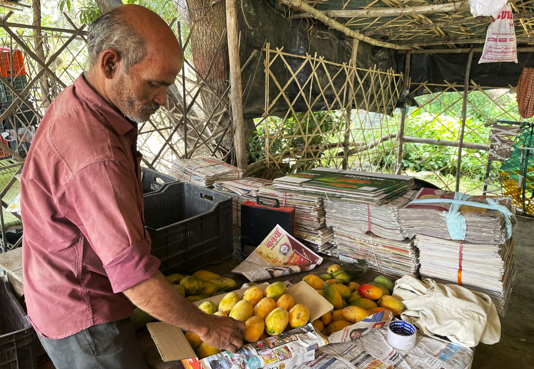 A árvore centenária é fonte de mais de 300 variedades diferentes de mangas