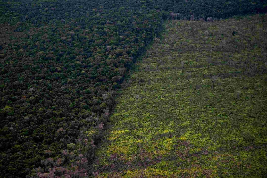 Desmatamento na Amazônia 