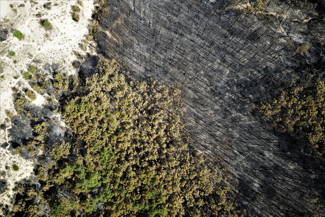 Floresta devastada por focos de incêndio na França