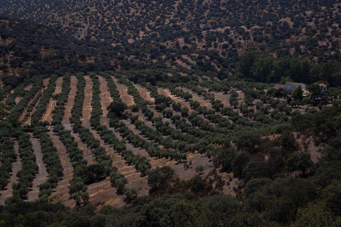 Plantações de oliveiras afetadas pela seca na Espanha 