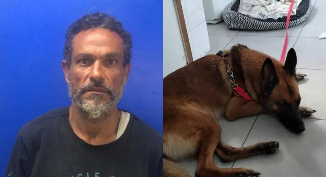 Cadela da raça pastor belga malinois era utilizada para cometer crimes