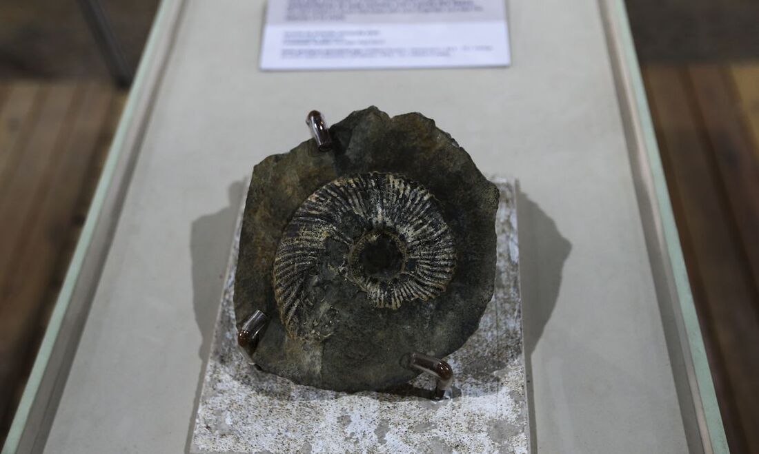 Mostra na UnB exibe fósseis de mais de 90 milhões de anos