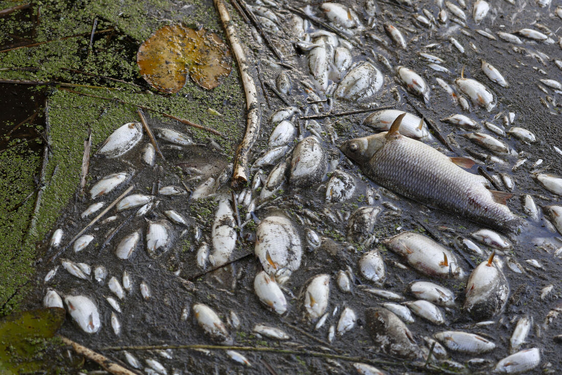 Peixes mortos no rio Oder