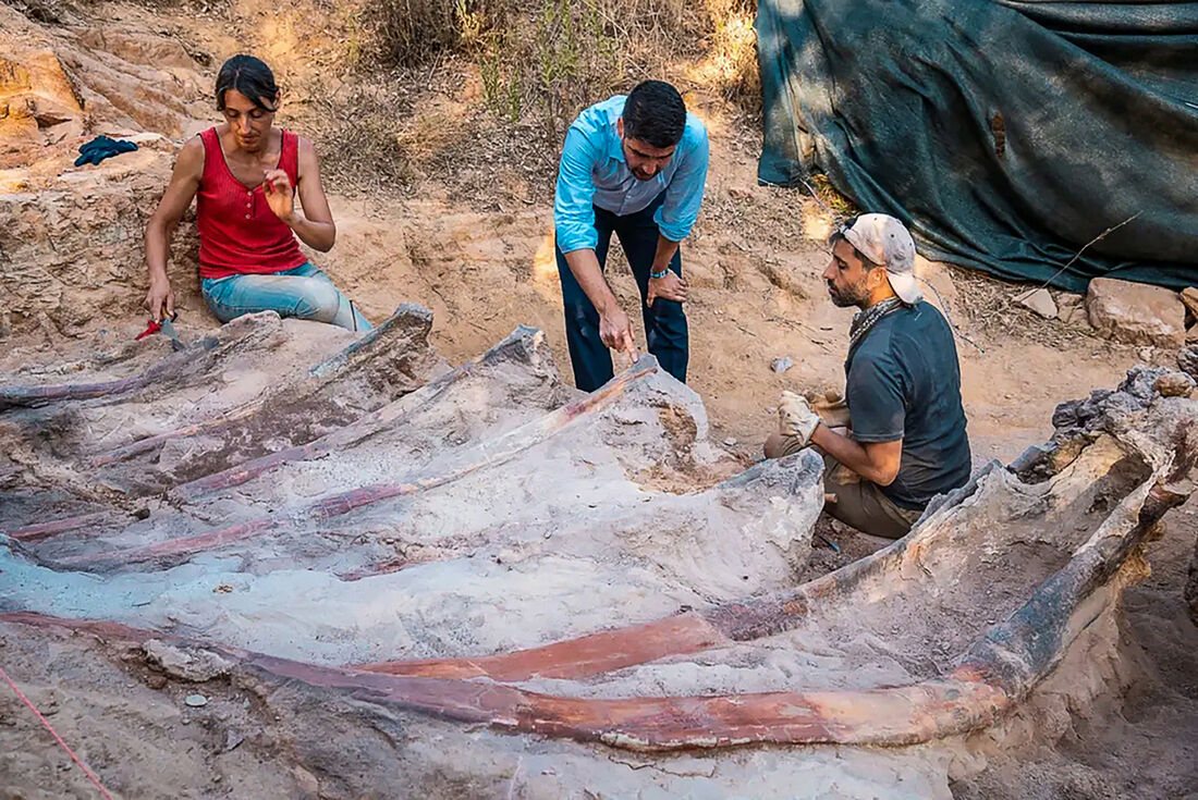 Enorme dinossauro saurópode é descoberto em Portugal