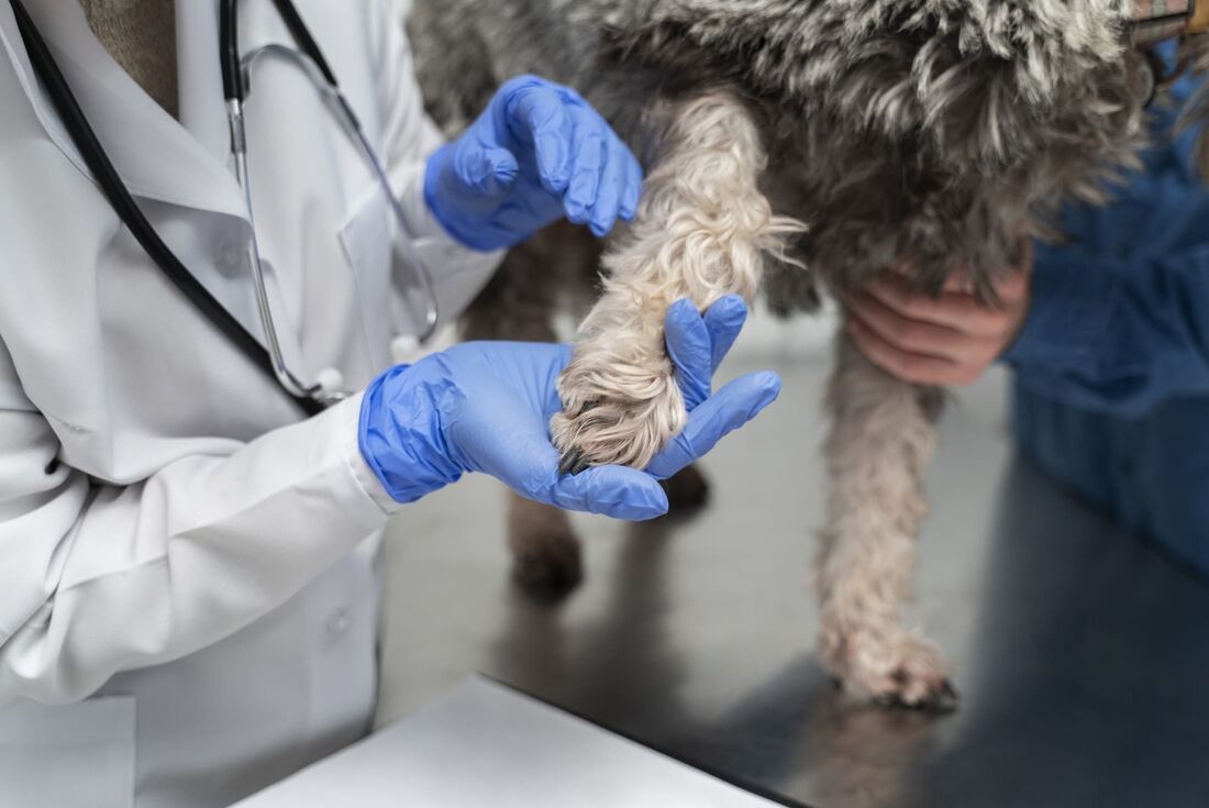 Paciente e cão seguem isolados em domicílio