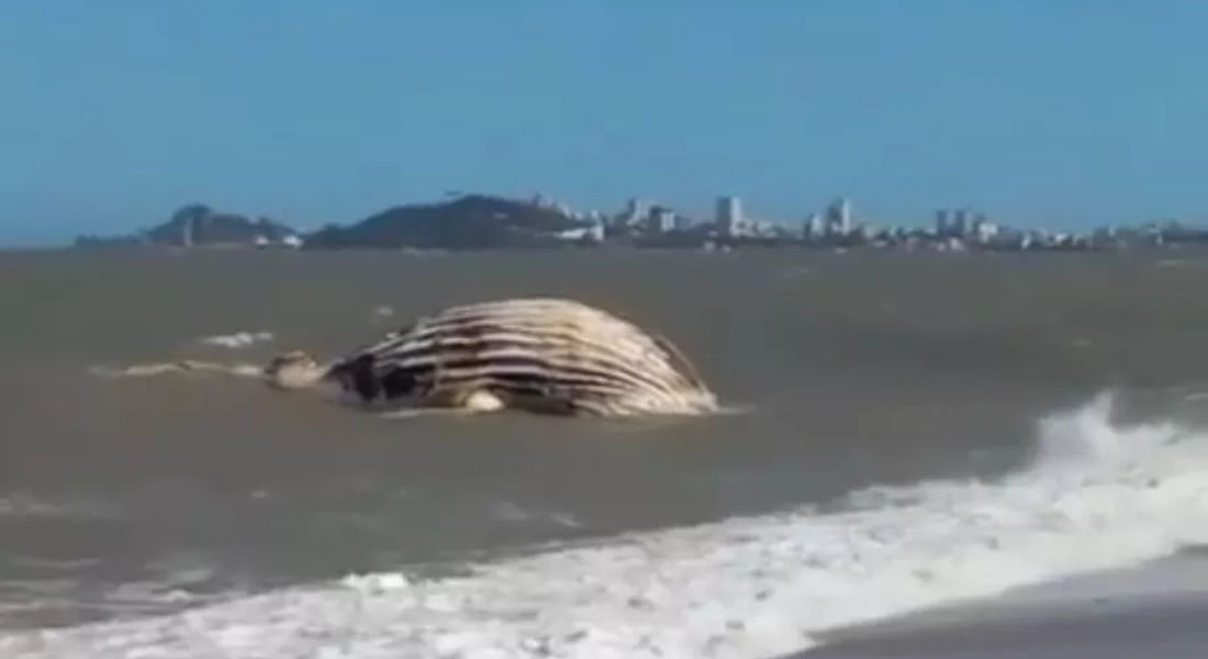 Baleia foi encontrada morta na praia de Macaé