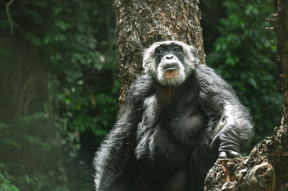 Chimpanzé Sena, do Parque Estadual Dois Irmãos