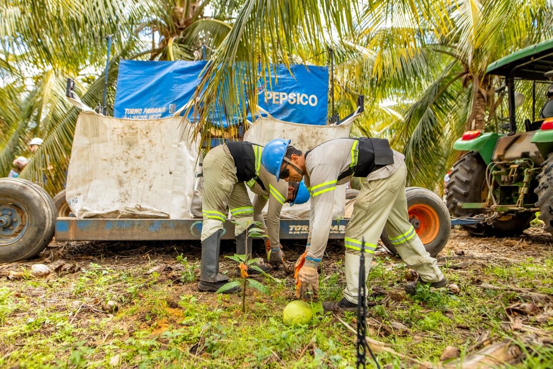 Cultivo de cacau em meio aos coqueiros, na fazenda da Kero Coco, em Petrolina, Sertão de Pernambuco