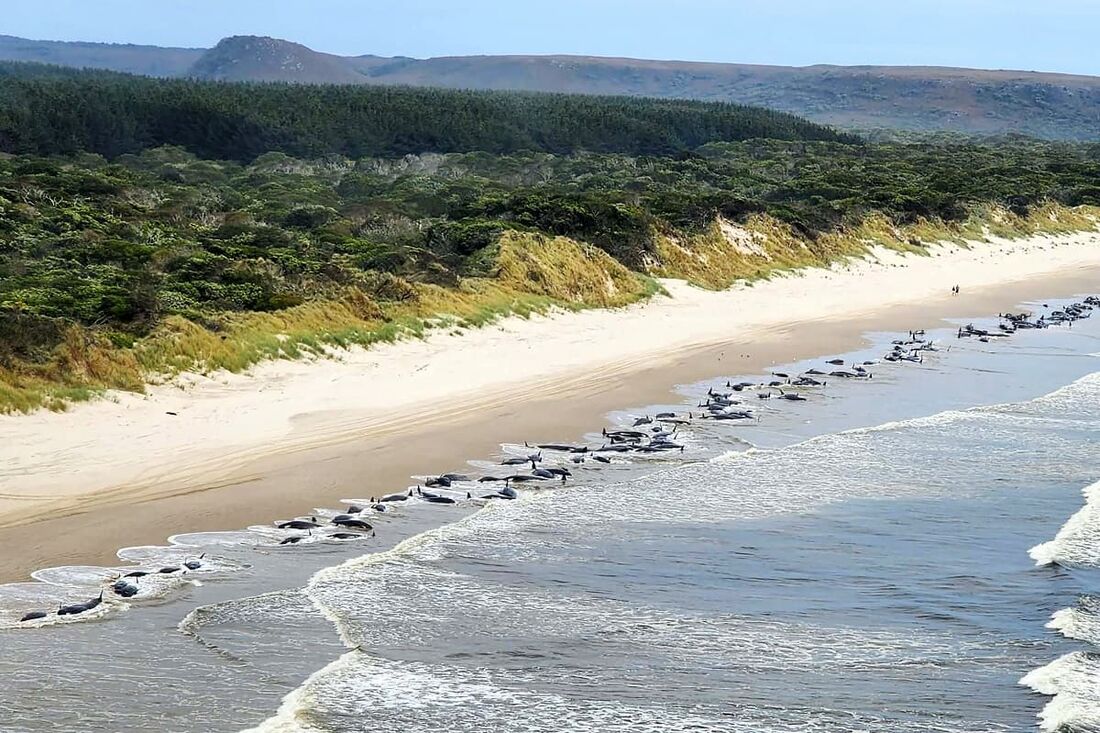 Mais de 200 baleias foram encontradas encalhadas na Austrália, nesta quarta (21)