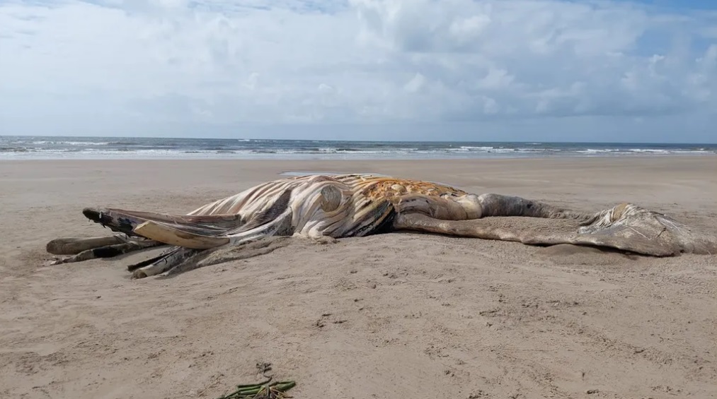 Baleia encontrada morta na praia do Paiva, no Cabo de Santo Agostinho