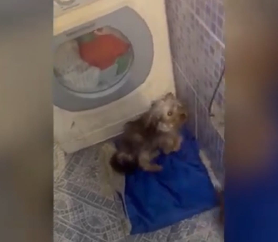 Mulher sendo chupada por.cachorro