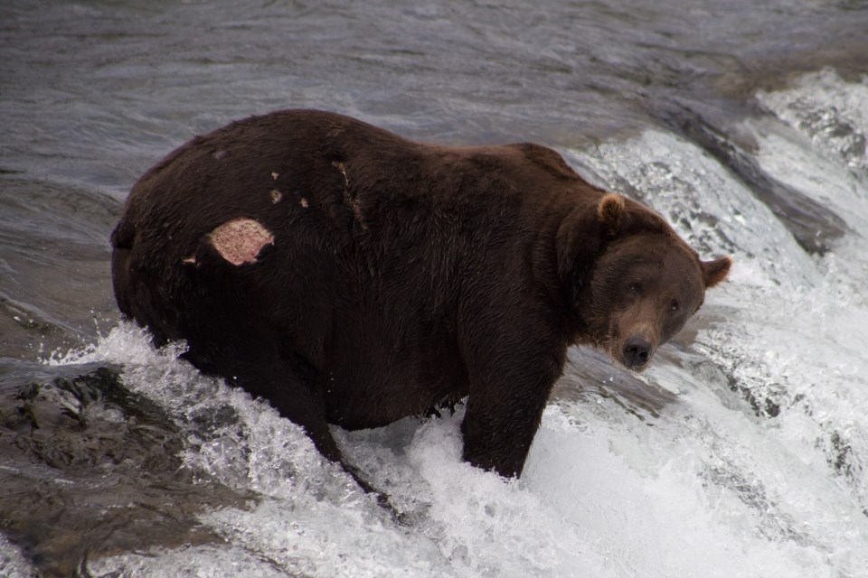 Urso do concurso Fat Bear Week 2022