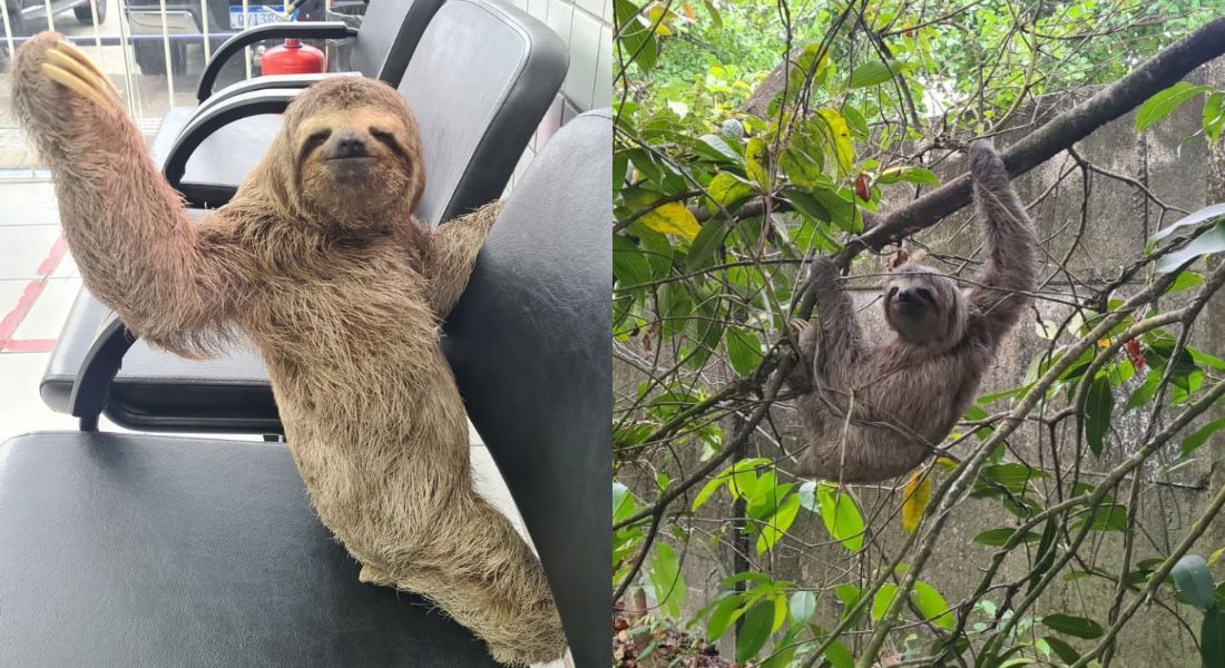 animal foi solto numa área de mata localizada no bairro do Curado